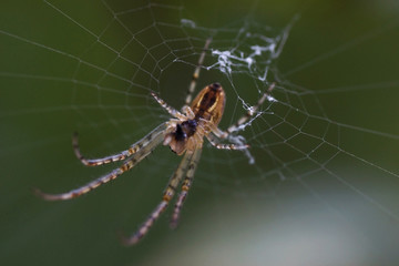Spinne