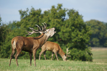 Red Deer, Deer, Cervus elaphus