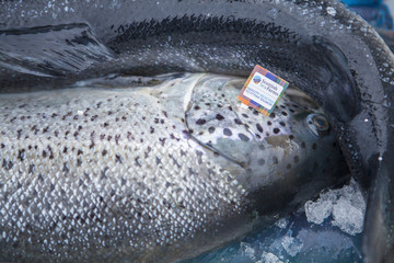farmed Atlantic salmon from Scotland