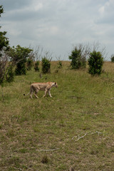 lion