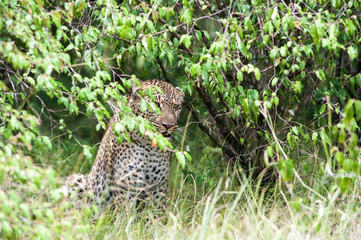 leopard