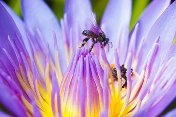 Insects and lotus