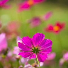 Obraz premium Flower