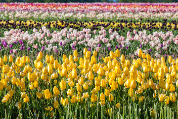 Fototapeta premium colorful tulip in tulip farm