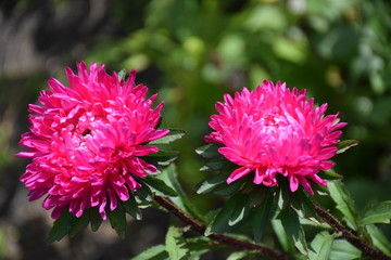 Asters