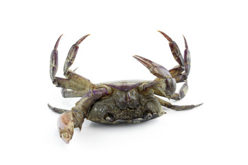 freshwater crab isolated on a white background