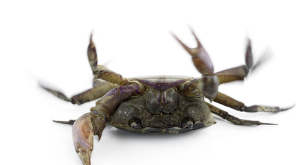 freshwater crab isolated on a white background