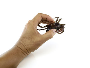 Crab in hand on white background