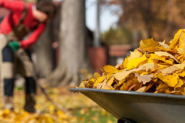 Leaves in a garden