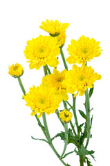 Yellow flower (Chrysanthemum yellow) isolated on white backgroun