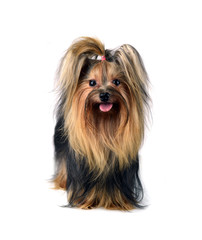 Dog yorkshire terrier isolated on white