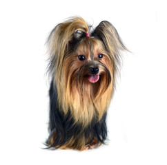 Dog yorkshire terrier isolated on white