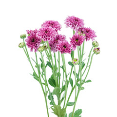 Obraz premium Purple flower (Chrysanthemum purple) isolated on white backgroun