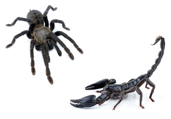 tarantula fo scorpion on white background