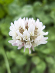 シロツメクサの花