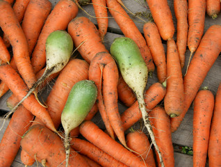 Carrot and radish