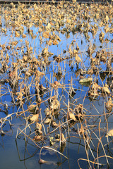 Lotus pond in autumn