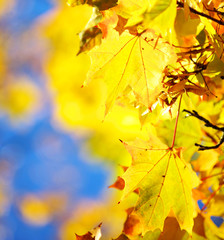 autumn leaves