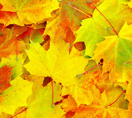  leaf background