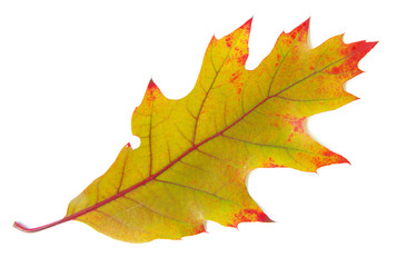 autumn  leaf