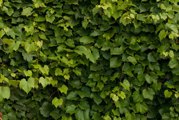 Fototapeta premium grape leaves background
