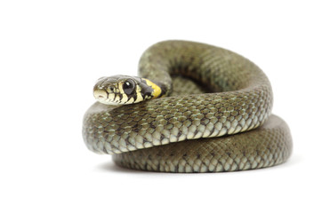 Obraz premium snake