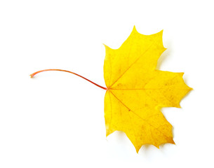 autumn  leaf