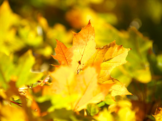 autumn leaves