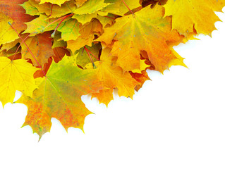 autumn maple leafs
