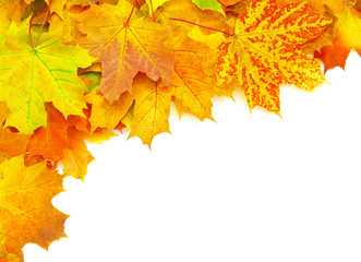 Fototapeta na wymiar autumn maple leafs