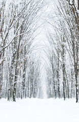  winter forest