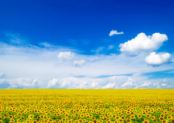 Obraz premium sunflower