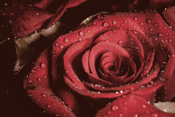 Naklejka premium Rose with water drops. Color toned image.