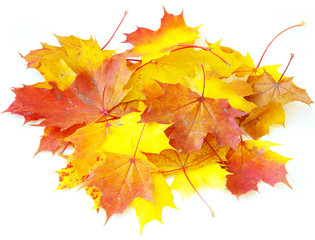 autumn maple leafs