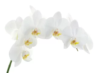 Peel and stick wall murals Orchid orchids
