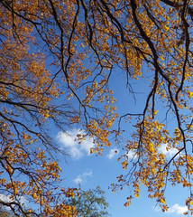 autumn background