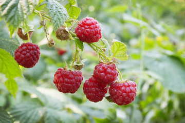 Bright juicy raspberries in the summer forest