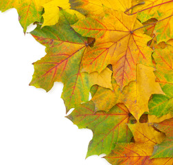 Naklejka na ściany i meble autumn leafs