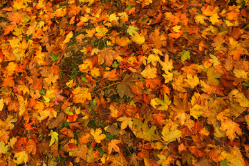 Autumn background