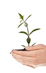 Woman with plant and dirt in hand