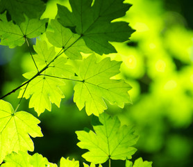 green leaves background