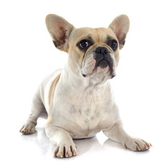 Obraz premium french bulldog