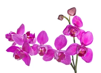 Fotobehang Orchidee drie bloemblaadjes geïsoleerde donkerroze orchideeën