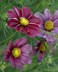 Gardens flowers