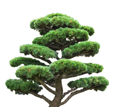bonsai green pine isolated on white tree