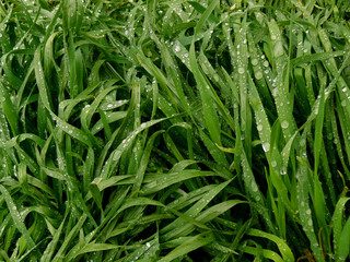 green grass background with raindrops