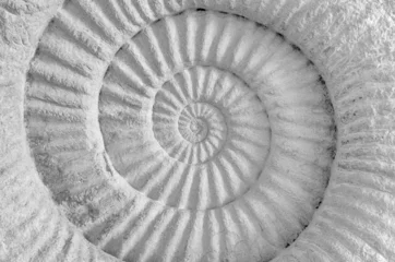Wandcirkels aluminium ammonite prehistoric fossil © 24Novembers