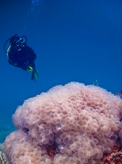 The diver diving on top of the reef