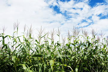 Corn field under cloudy sky
