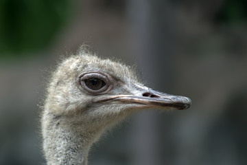 Ostrich Head.